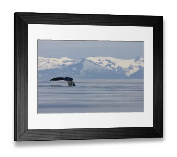Framed Print : USA, Alaska, Humpback Whale (Megaptera novaengliae) sounding in Frederick Sound on summer evening