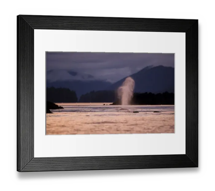 Framed Print : USA, Alaska, Humpback Whale (Megaptera novaengliae) sends up spout of spray while Framed Print : USA, Alaska, Humpback Whale (Megaptera novaengliae) sends up spout of spray while