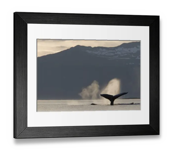 Framed Print : USA, North America, Alaska Framed Print : USA, North America, Alaska