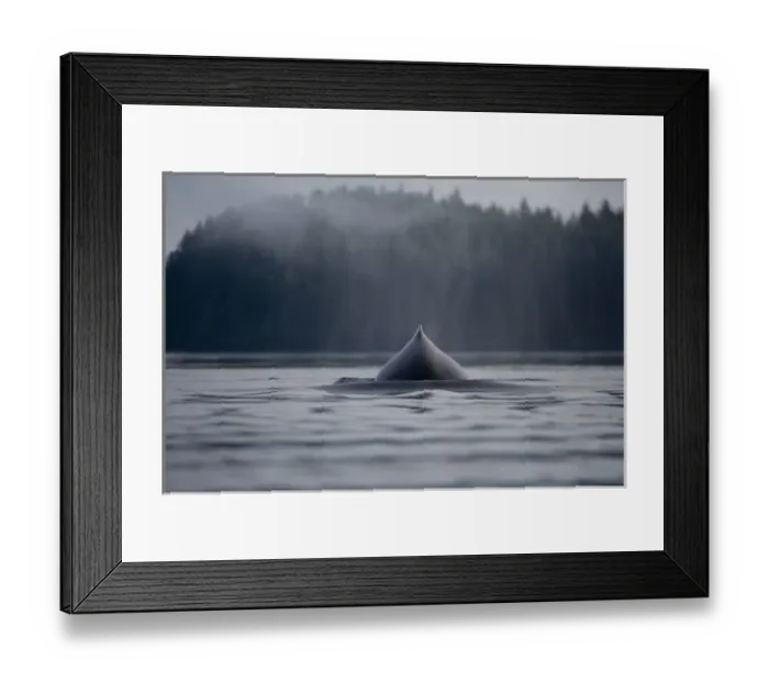 Framed Print : USA, Alaska, Humpback Whale (Megaptera novaengliae) surfaces to breath in Frederick Framed Print : USA, Alaska, Humpback Whale (Megaptera novaengliae) surfaces to breath in Frederick