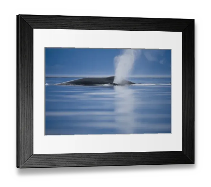 Framed Print : USA, Alaska, Humpback Whale and calf (Megaptera novaengliae) send up spout of spray