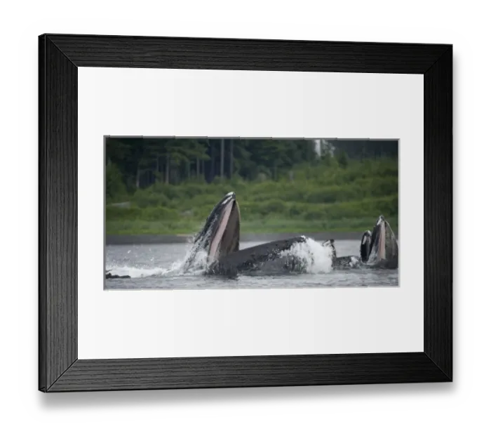 Framed Print : USA, Alaska, Humpback Whales (Megaptera novaengliae) lunging from water while bubble Framed Print : USA, Alaska, Humpback Whales (Megaptera novaengliae) lunging from water while bubble