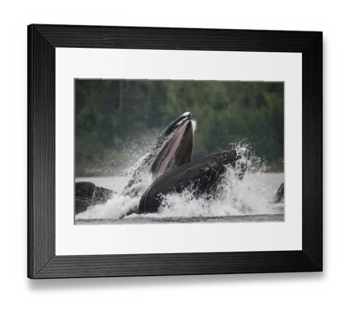 Framed Print : USA, Alaska, Humpback Whales (Megaptera novaengliae) lunging from water while bubble Framed Print : USA, Alaska, Humpback Whales (Megaptera novaengliae) lunging from water while bubble