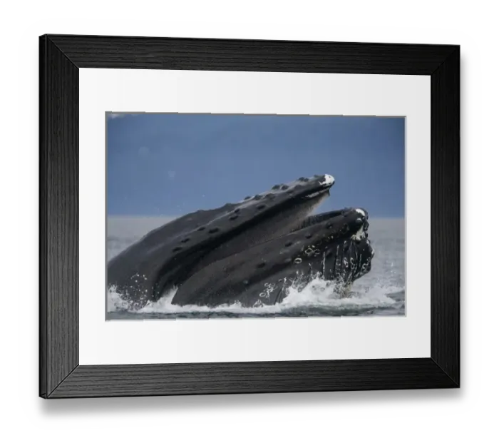 Framed Print : USA, Alaska, Humpback Whales (Megaptera novaengliae) lunging from water while bubble Framed Print : USA, Alaska, Humpback Whales (Megaptera novaengliae) lunging from water while bubble