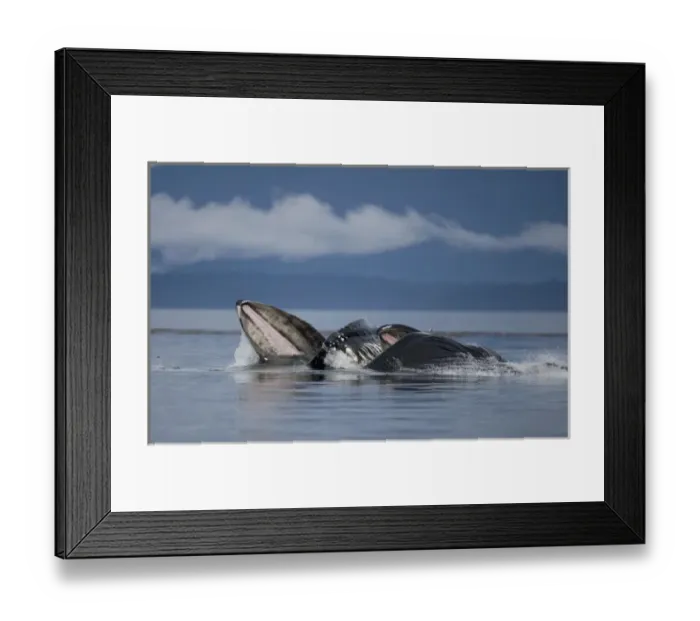 Framed Print : USA, Alaska, Humpback Whales (Megaptera novaengliae) open mouths and lunge while