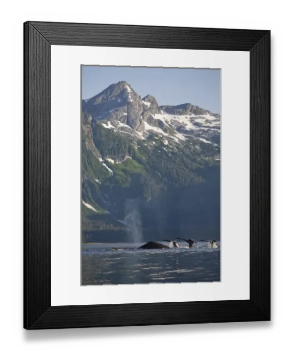 Framed Print : USA, Alaska, Humpback Whales (Megaptera novaengliae) raising tails while diving Framed Print : USA, Alaska, Humpback Whales (Megaptera novaengliae) raising tails while diving