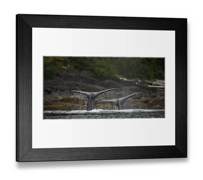 Framed Print : USA, Alaska, Humpback Whales (Megaptera novaengliae) raising their tail flukes while Framed Print : USA, Alaska, Humpback Whales (Megaptera novaengliae) raising their tail flukes while