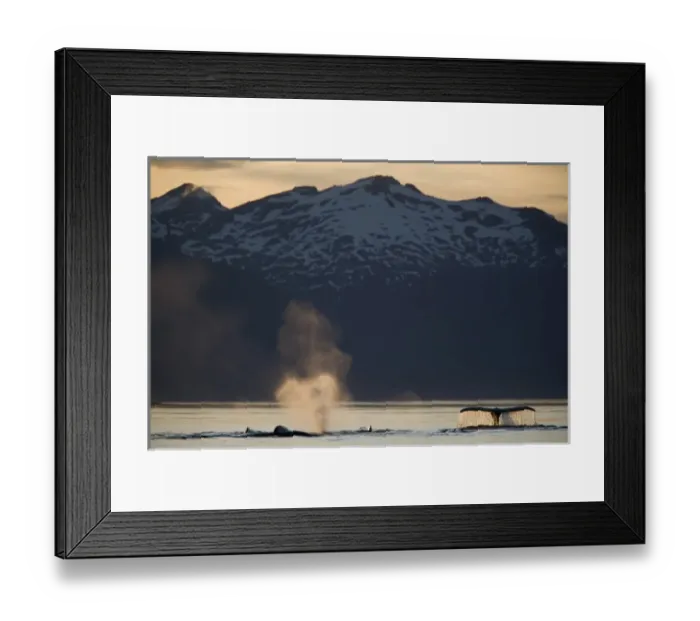 Framed Print : USA, Alaska, Humpback Whales (Megaptera novaengliae) sounding in Frederick Sound on summer evening Framed Print : USA, Alaska, Humpback Whales (Megaptera novaengliae) sounding in Frederick Sound on summer evening
