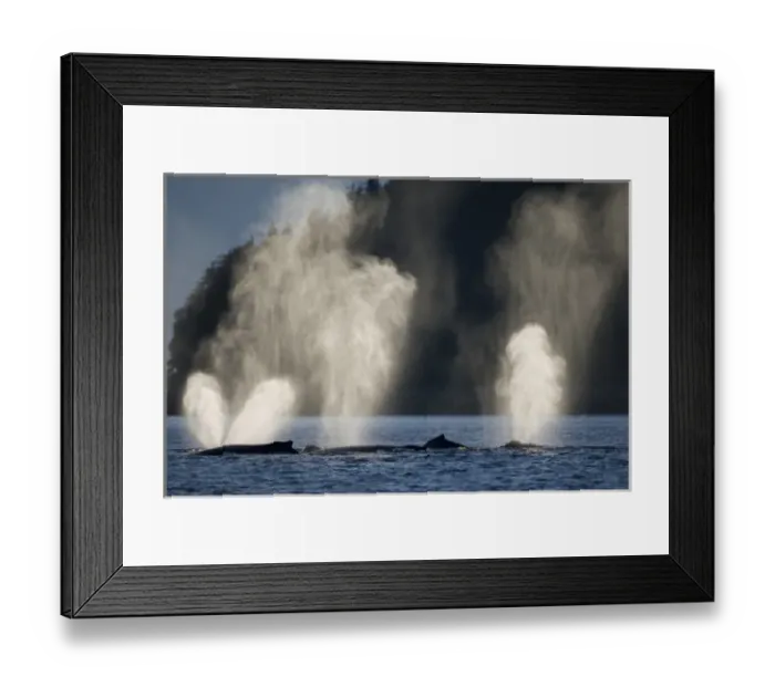 Framed Print : USA, Alaska, Humpback Whales (Megaptera novaengliae) sending up plumes of mist while