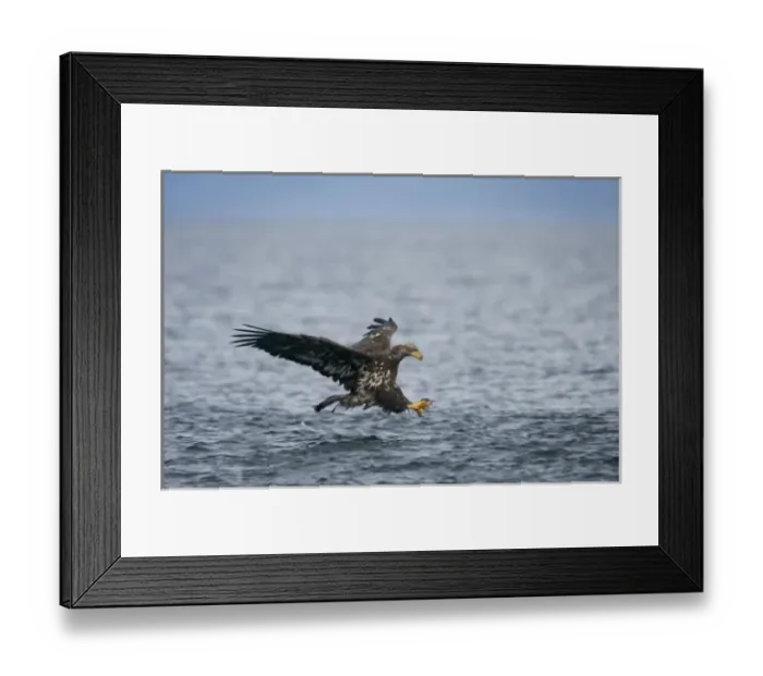 Framed Print : USA, Alaska, Immature Bald Eagle (Haliaeetus leucocephalus) reaches with outstretched