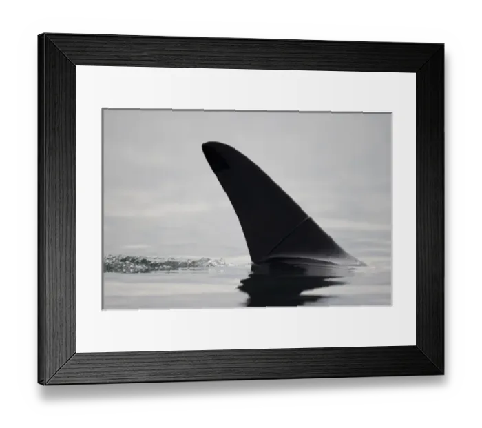 Framed Print : USA, Alaska, Juneau, Close-up view of Killer Whales fin (Orcinus orca) surfacing Framed Print : USA, Alaska, Juneau, Close-up view of Killer Whales fin (Orcinus orca) surfacing