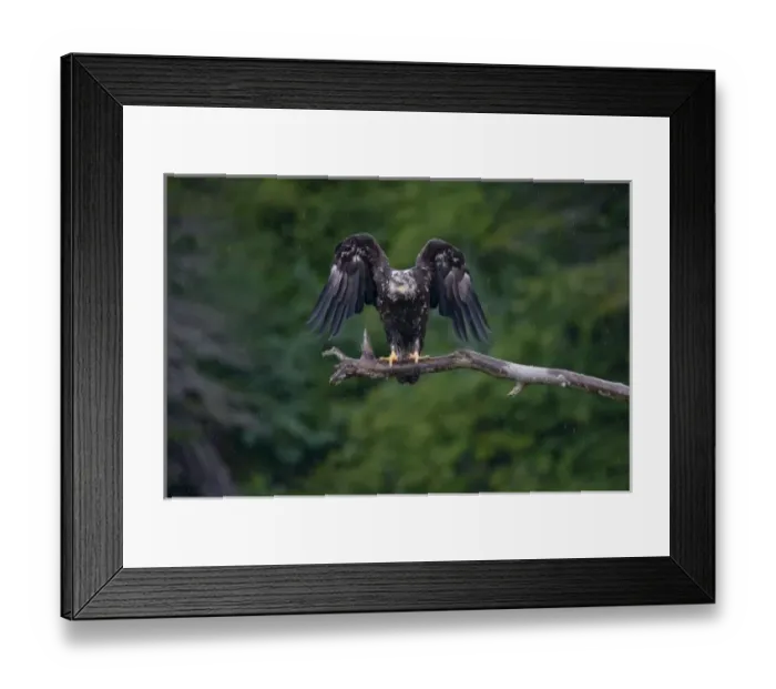 Framed Print : USA, Alaska, Immature Bald Eagle (Haliaeetus leucocephalus) shakes wings in rain Framed Print : USA, Alaska, Immature Bald Eagle (Haliaeetus leucocephalus) shakes wings in rain