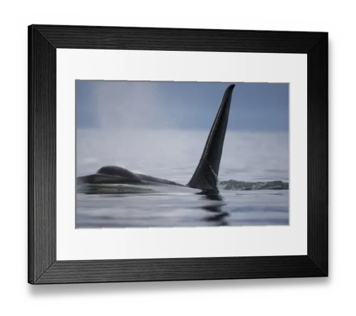 Framed Print : USA, Alaska, Juneau, Killer Whale (Orcinus orca) raises its dorsal fin while swimming Framed Print : USA, Alaska, Juneau, Killer Whale (Orcinus orca) raises its dorsal fin while swimming