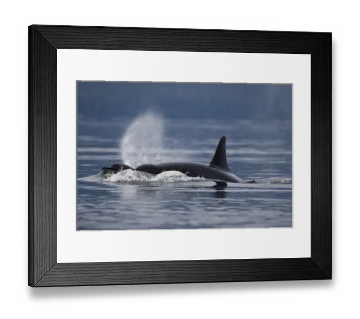 Framed Print : USA, Alaska, Juneau, Killer Whales (Orcinus orca) surface to breathe while swimming