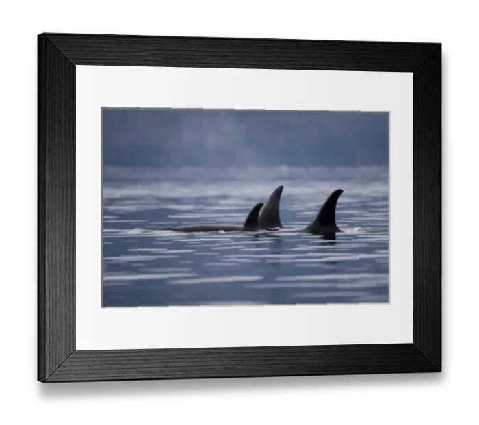 Framed Print : USA, Alaska, Juneau, Pod of Killer Whales (Orcinus orca) swimming in Stephens Passage