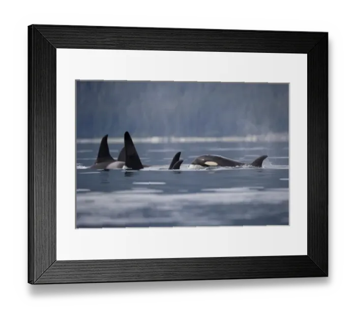 Framed Print : USA, Alaska, Juneau, Pod of Killer Whales (Orcinus orca) swimming in Stephens Passage