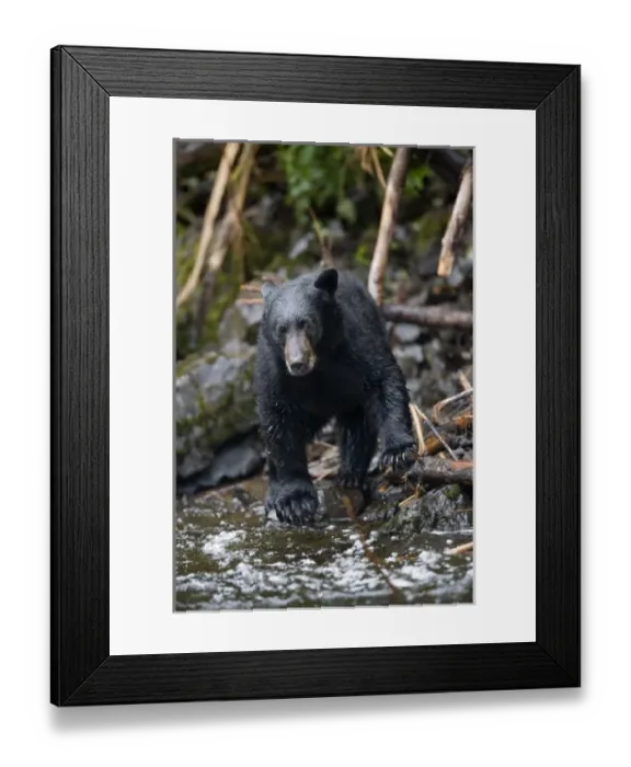 Framed Print : USA, Alaska, Kake, Black Bear (Ursus americanus) fishing for Chum Salmon along Gunnuk Framed Print : USA, Alaska, Kake, Black Bear (Ursus americanus) fishing for Chum Salmon along Gunnuk