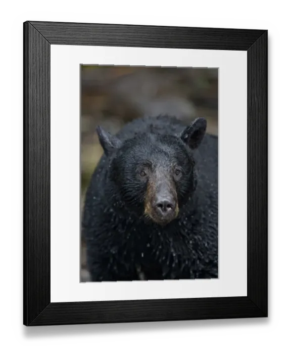 Framed Print : USA, Alaska, Kake, Black Bear (Ursus americanus) fishing for Chum Salmon along Gunnuk Framed Print : USA, Alaska, Kake, Black Bear (Ursus americanus) fishing for Chum Salmon along Gunnuk