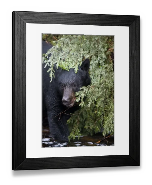 Framed Print : USA, North America, Alaska