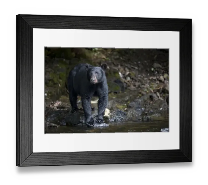 Framed Print : USA, Alaska, Kake, Black Bear (Ursus americanus) hunting along Gunnuk Creek during