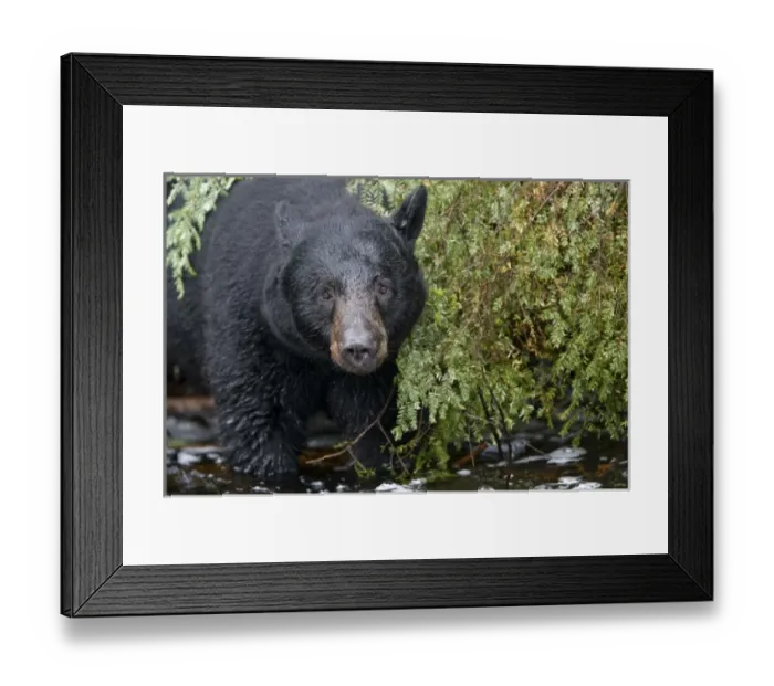 Framed Print : USA, North America, Alaska Framed Print : USA, North America, Alaska