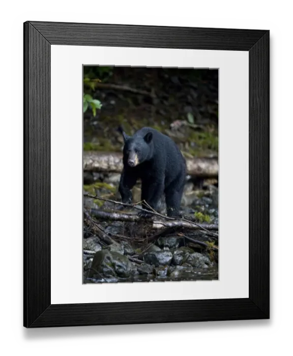 Framed Print : USA, Alaska, Kake, Black Bear (Ursus americanus) walking along Gunnuk Creek in early Framed Print : USA, Alaska, Kake, Black Bear (Ursus americanus) walking along Gunnuk Creek in early