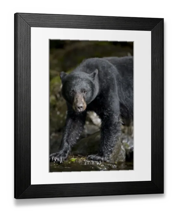 Framed Print : USA, Alaska, Kake, Black Bear (Ursus americanus) hunting for spawning Chum Salmon