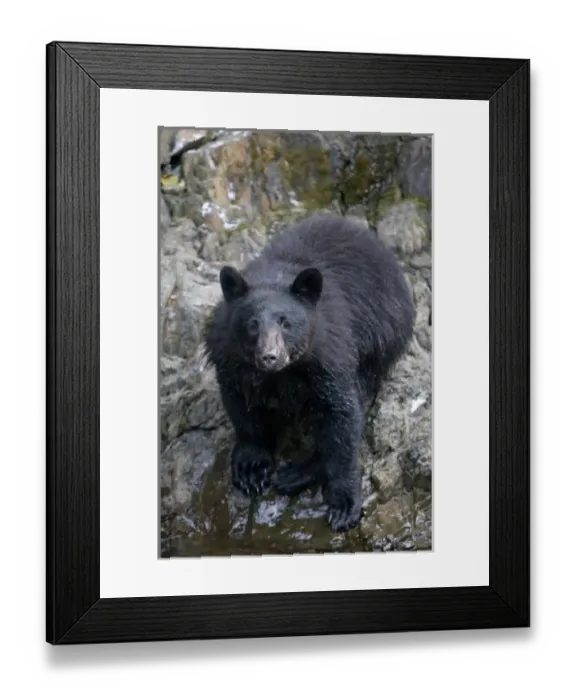 Framed Print : USA, Alaska, Kake, Black Bear (Ursus americanus) standing along banks of Gunnuk Creek