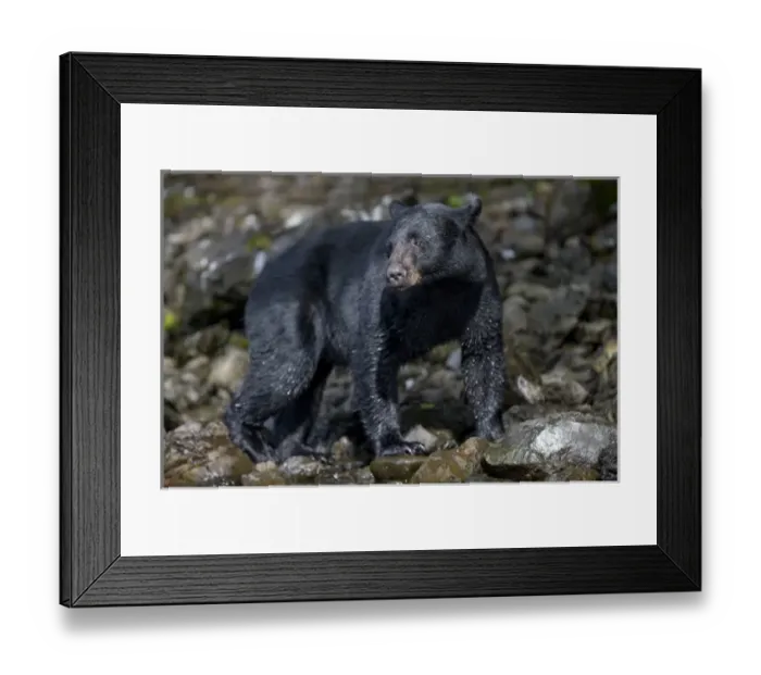 Framed Print : USA, Alaska, Kake, Black Bear (Ursus americanus) walking along Gunnuk Creek during