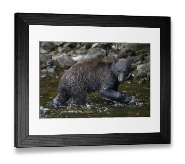 Framed Print : USA, Alaska, Kake, Black Bear (Ursus americanus) walking in shallows along Gunnuk Framed Print : USA, Alaska, Kake, Black Bear (Ursus americanus) walking in shallows along Gunnuk