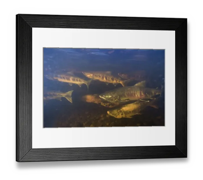 Framed Print : USA, Alaska, Kake, Underwater view of Chum Salmon (Oncorhynchus keta) spawning in