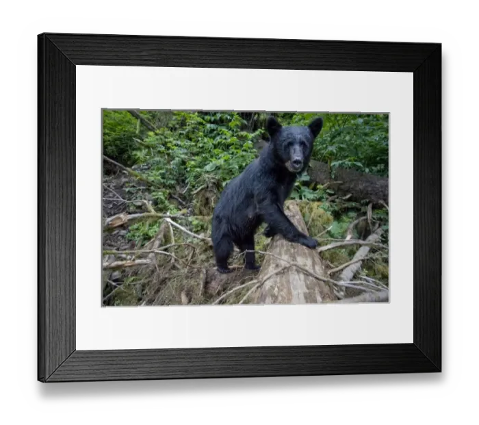 Framed Print : USA, Alaska, Kake, Remote camera view of Black Bear (Ursus americanus) walking through Framed Print : USA, Alaska, Kake, Remote camera view of Black Bear (Ursus americanus) walking through