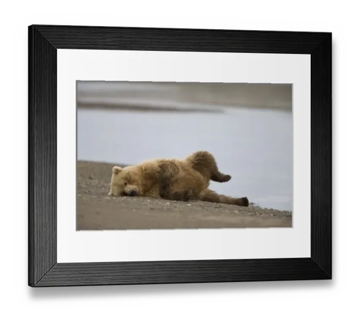 Framed Print : USA, Alaska, Katmai National Park, Brown Bear (Ursus arctos) resting on gravel river Framed Print : USA, Alaska, Katmai National Park, Brown Bear (Ursus arctos) resting on gravel river