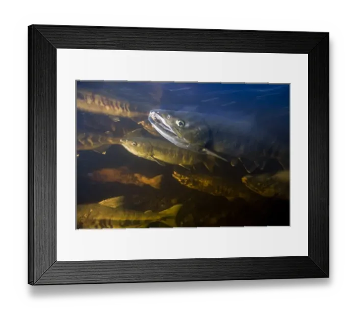 Framed Print : USA, Alaska, Kake, Underwater view of Chum Salmon (Oncorhynchus keta) spawning in Framed Print : USA, Alaska, Kake, Underwater view of Chum Salmon (Oncorhynchus keta) spawning in