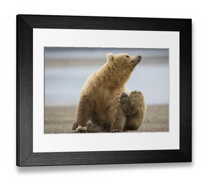 Framed Print : USA, Alaska, Katmai National Park, Brown Bear (Ursus arctos) scratching while sitting