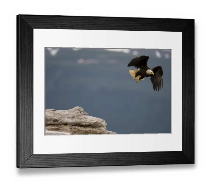 Framed Print : USA, Alaska, Katmai National Park, Bald Eagle (Haliaeetus leucocephalus) taking flight Framed Print : USA, Alaska, Katmai National Park, Bald Eagle (Haliaeetus leucocephalus) taking flight