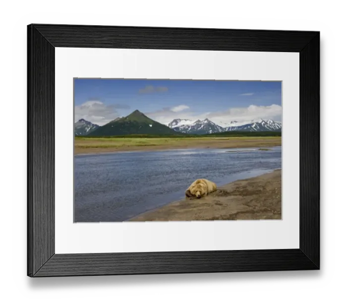 Framed Print : USA, Alaska, Katmai National Park, Brown bear (Ursus arctos) by stream along Hallo Bay Framed Print : USA, Alaska, Katmai National Park, Brown bear (Ursus arctos) by stream along Hallo Bay