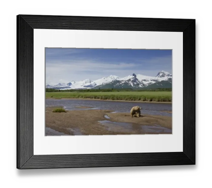 Framed Print : USA, Alaska, Katmai National Park, Brown bear (Ursus arctos) in stream along Hallo Bay Framed Print : USA, Alaska, Katmai National Park, Brown bear (Ursus arctos) in stream along Hallo Bay