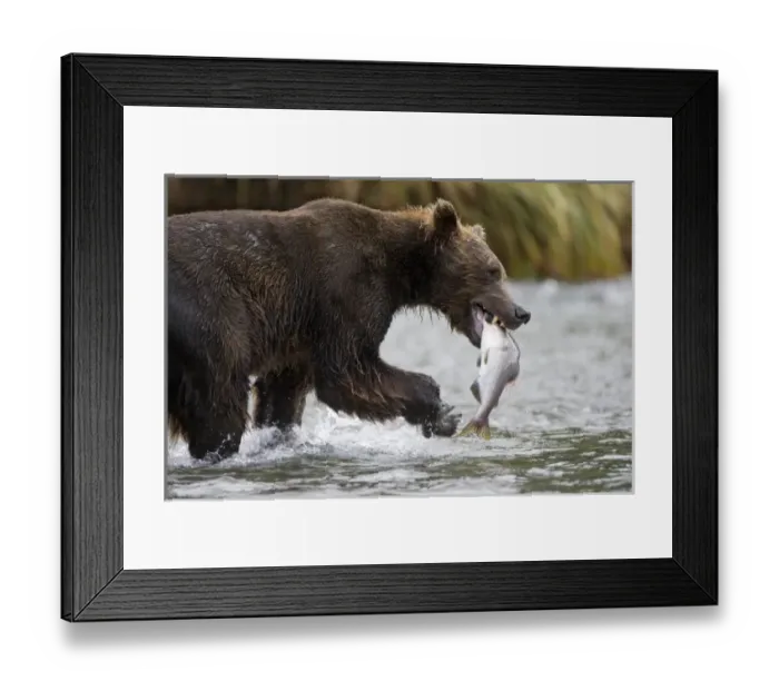 Framed Print : USA, North America, Alaska Framed Print : USA, North America, Alaska