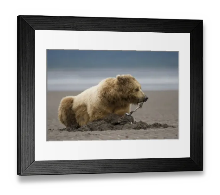 Framed Print : USA, Alaska, Katmai National Park, Brown Bear (Ursus arctos) digging for clams Framed Print : USA, Alaska, Katmai National Park, Brown Bear (Ursus arctos) digging for clams