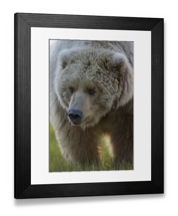 Framed Print : USA, North America, Alaska Framed Print : USA, North America, Alaska
