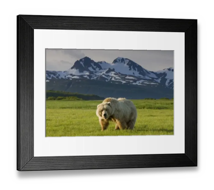 Framed Print : USA, Alaska, Katmai National Park, Brown Bear (Ursus arctos) feeding in sedge grass Framed Print : USA, Alaska, Katmai National Park, Brown Bear (Ursus arctos) feeding in sedge grass