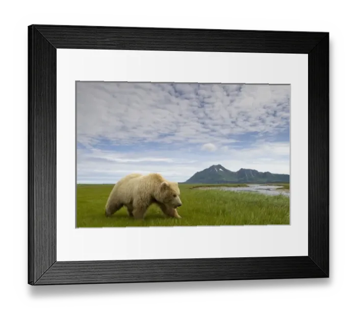 Framed Print : USA, Alaska, Katmai National Park, Brown Bear (Ursus arctos) feeding on sedge grass