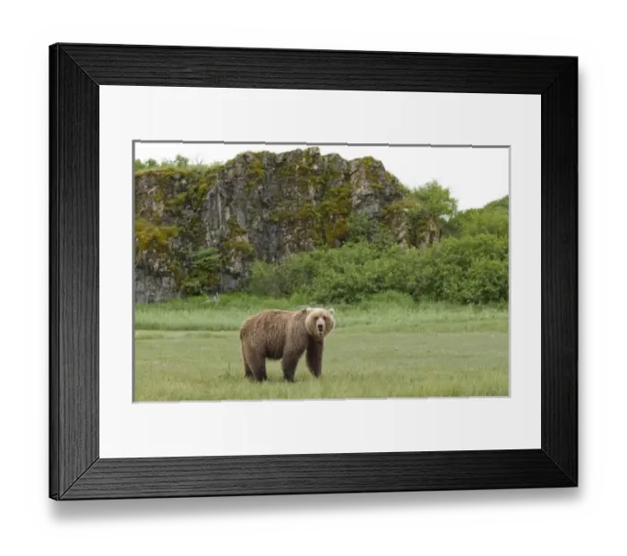 Framed Print : Grizzly Bear, Kukak Bay, Katmai National Park, Alaska Framed Print : Grizzly Bear, Kukak Bay, Katmai National Park, Alaska