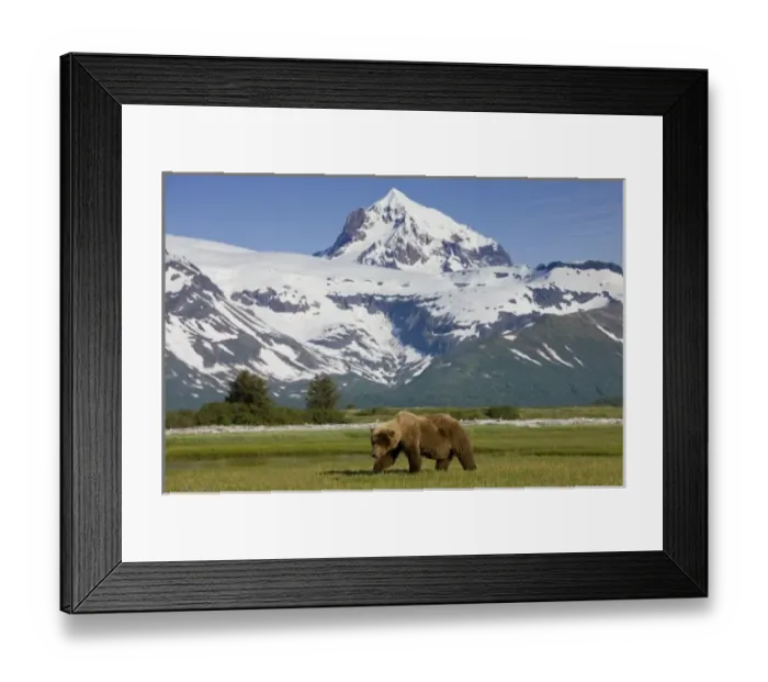 Framed Print : USA, Alaska, Katmai National Park, Brown Bear (Ursus arctos) feeding on sedge grass Framed Print : USA, Alaska, Katmai National Park, Brown Bear (Ursus arctos) feeding on sedge grass