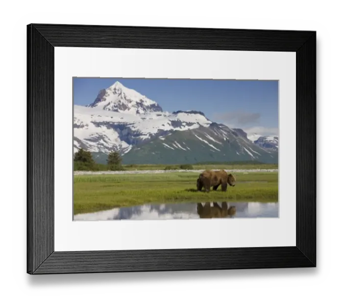 Framed Print : USA, Alaska, Katmai National Park, Brown Bear (Ursus arctos) feeding on sedge grass Framed Print : USA, Alaska, Katmai National Park, Brown Bear (Ursus arctos) feeding on sedge grass