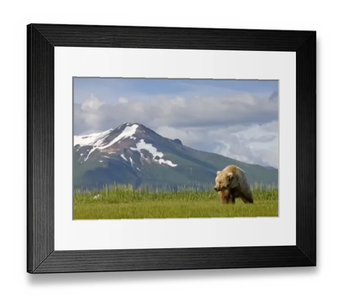 Framed Print : USA, Alaska, Katmai National Park, Brown Bear (Ursus arctos) feeding on sedge grass Framed Print : USA, Alaska, Katmai National Park, Brown Bear (Ursus arctos) feeding on sedge grass