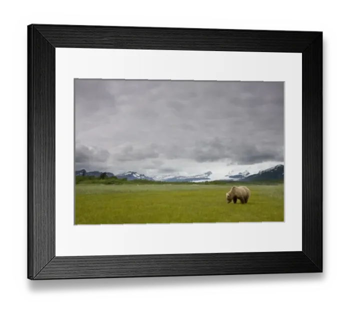 Framed Print : USA, Alaska, Katmai National Park, Brown Bear (Ursus arctos) feeding on sedge grass Framed Print : USA, Alaska, Katmai National Park, Brown Bear (Ursus arctos) feeding on sedge grass