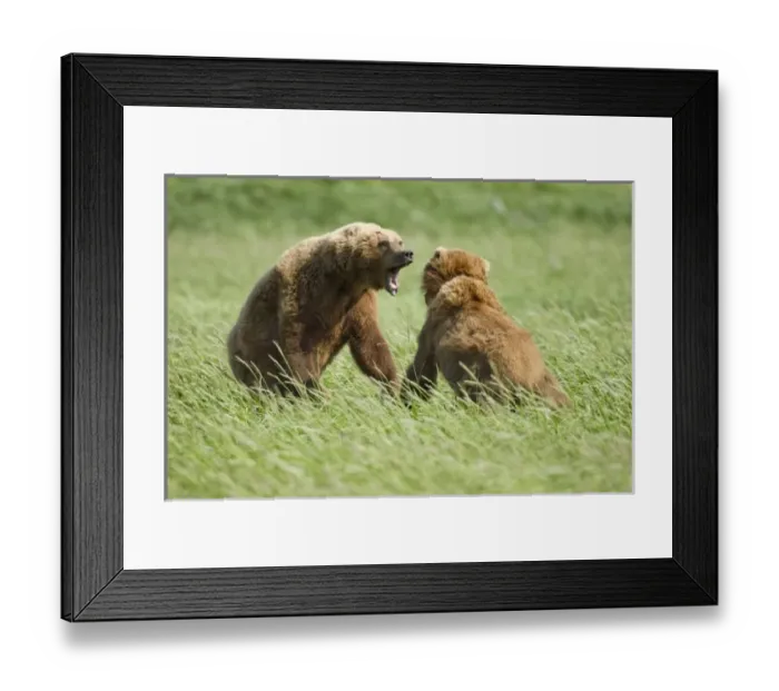 Framed Print : USA, North America, Alaska Framed Print : USA, North America, Alaska