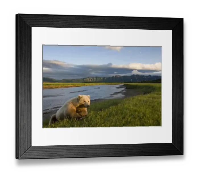 Framed Print : USA, Alaska, Katmai National Park, Brown Bear (Ursus arctos) resting along banks Framed Print : USA, Alaska, Katmai National Park, Brown Bear (Ursus arctos) resting along banks